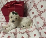 Small #1 Goldendoodle