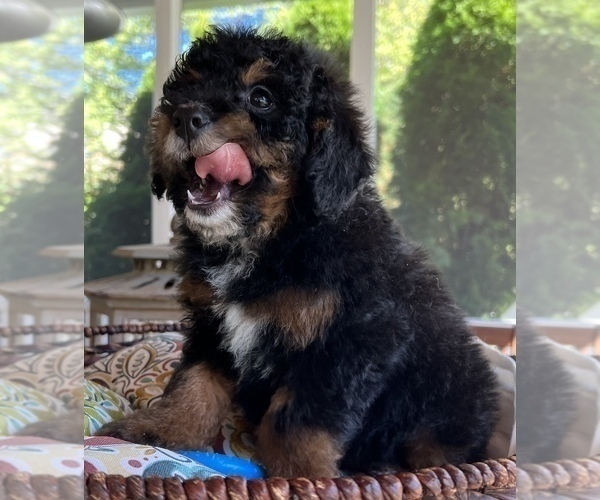 Medium Photo #2 Bernedoodle (Miniature) Puppy For Sale in NOBLESVILLE, IN, USA