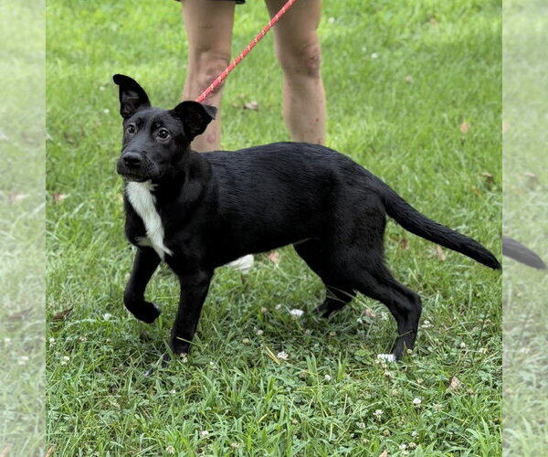 Medium Photo #2 Mutt Puppy For Sale in Yardley, PA, USA