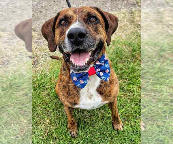 Medium Photo #3 Mutt Puppy For Sale in FRAMINGHAM, MA, USA