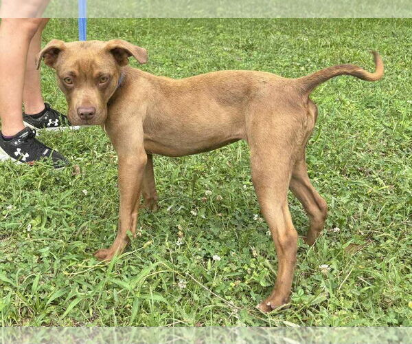 Medium Photo #2 American Pit Bull Terrier-Unknown Mix Puppy For Sale in Wetumpka, AL, USA