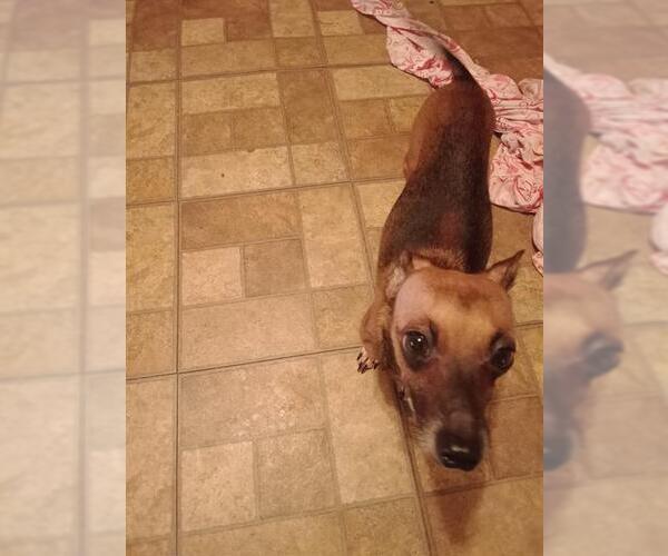 Medium Photo #2 Chiweenie Puppy For Sale in San Antonio, TX, USA