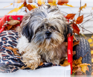 Father of the Shih Tzu puppies born on 07/04/2025
