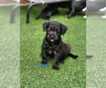Small Australian Shepherd-Border Terrier Mix