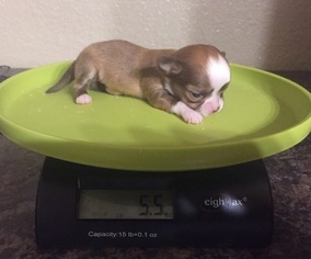 Chihuahua Puppy for sale in BEJOU, MN, USA