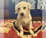 Small Chiweenie