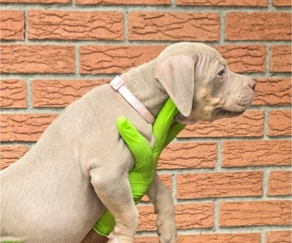Medium Photo #3 American Bully Puppy For Sale in WALTERBORO, SC, USA