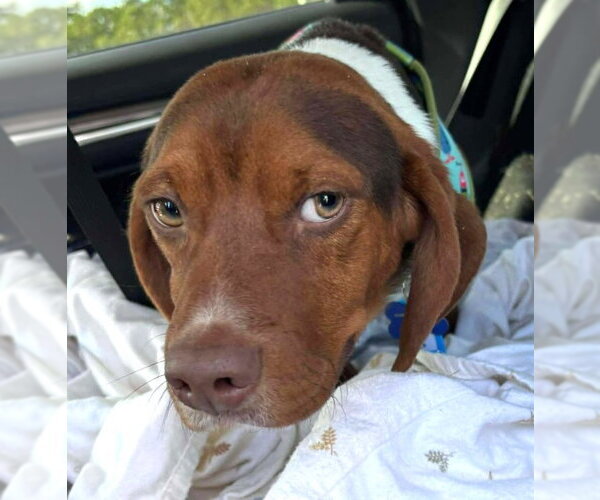 Medium Photo #4 Beagle Puppy For Sale in Dunnellon, FL, USA