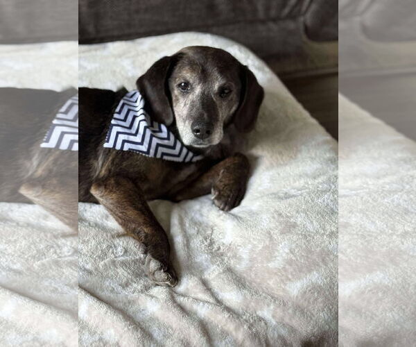 Medium Photo #3 Dachshund-Unknown Mix Puppy For Sale in Germantown, OH, USA