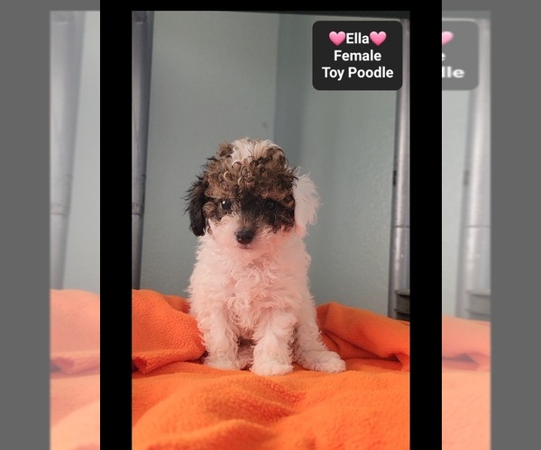 Medium Photo #3 Poodle (Toy) Puppy For Sale in TUCSON, AZ, USA