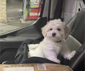 Maltese Puppy for sale in BRUNSWICK, GA, USA