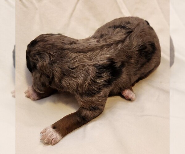 Medium Photo #7 F2 Aussiedoodle Puppy For Sale in COLUMBIA, TN, USA