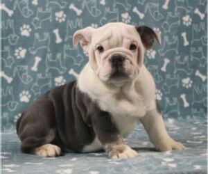 English Bulldog Puppy for sale in MARSHFIELD, MO, USA