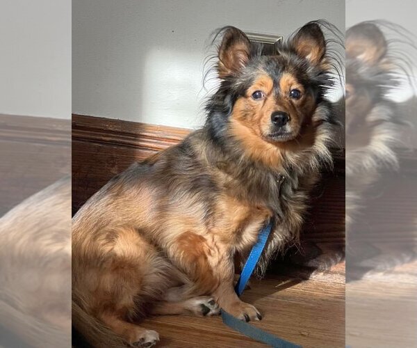 Medium Photo #3 Spaniel-Unknown Mix Puppy For Sale in Boonton, NJ, USA