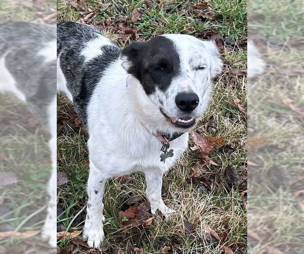 Medium Photo #5 Border-Aussie Puppy For Sale in Cookeville, TN, USA