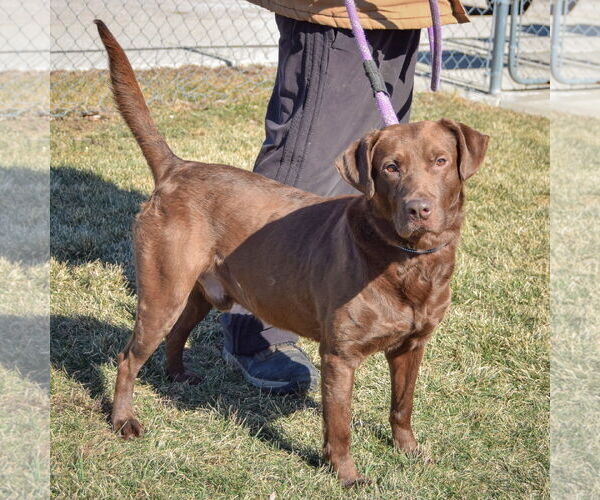 Medium Photo #2 - Mix Puppy For Sale in Huntley, IL, USA
