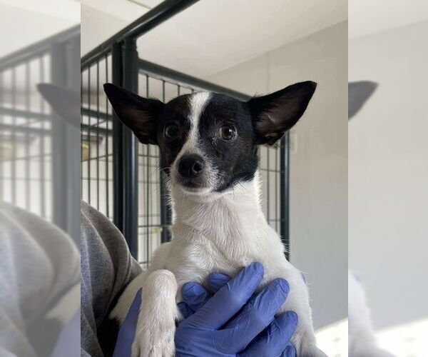 Medium Photo #2 Chihuahua-Unknown Mix Puppy For Sale in Bolivar, MO, USA