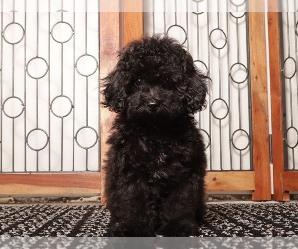Medium Photo #1 YorkiePoo Puppy For Sale in NAPLES, FL, USA