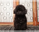Puppy Dorthy YorkiePoo