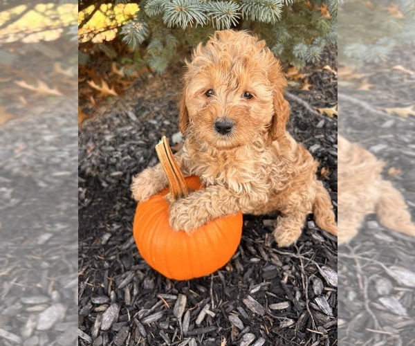 Medium Photo #1 Goldendoodle (Miniature) Puppy For Sale in MIDDLEBURY, IN, USA