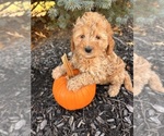 Small Goldendoodle (Miniature)