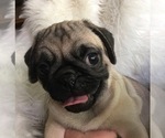 Small Photo #3 Pug Puppy For Sale in SHERMAN OAKS, CA, USA