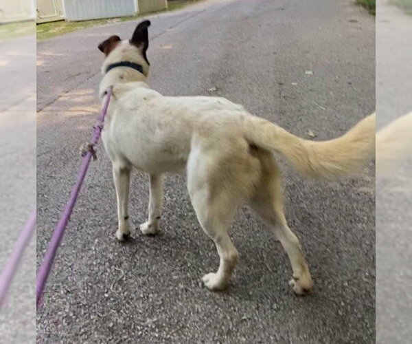Medium Photo #4 Mutt Puppy For Sale in Frenchburg, KY, USA