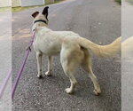 Small Photo #4 Mutt Puppy For Sale in Frenchburg, KY, USA