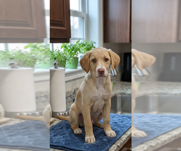 Medium Photo #1 Labrenees Puppy For Sale in Genesee, WI, USA