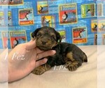 Small #3 Yorkshire Terrier
