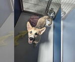 Small #1 German Shepherd Dog-Siberian Husky Mix