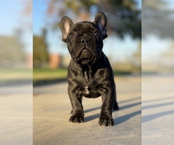 Medium Photo #1 French Bulldog Puppy For Sale in PALMDALE, CA, USA