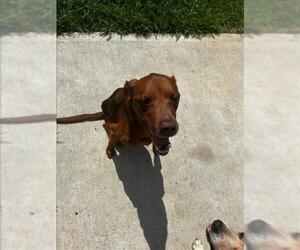 Australian Shepherd-Unknown Mix Dogs for adoption in Conroe, TX, USA