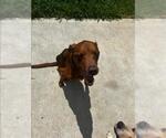 Small Australian Shepherd Mix