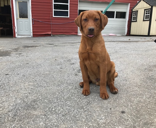 Medium Photo #17 Labrador Retriever Puppy For Sale in BUCK, PA, USA