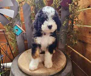 Miniature Bernedoodle Puppy for sale in ARLINGTON, WA, USA