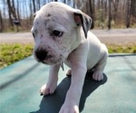 Small #3 Bullboxer Pit
