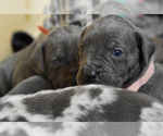 Small Photo #7 Great Dane Puppy For Sale in DANIELSON, CT, USA