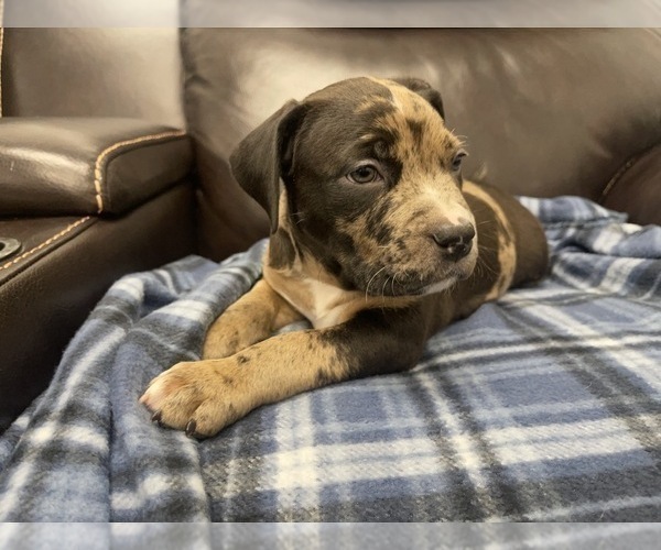 Medium Photo #39 American Bully Puppy For Sale in REESEVILLE, WI, USA