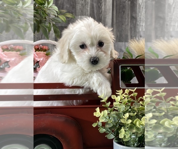 Medium Photo #5 Biton Puppy For Sale in CANOGA, NY, USA