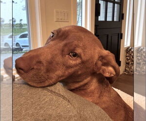 Mutt Dogs for adoption in San Juan Capistrano, CA, USA