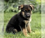 Small #2 German Shepherd Dog
