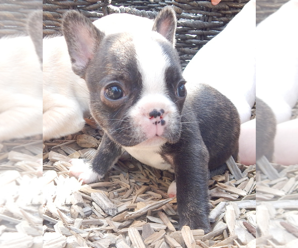 Medium Photo #21 French Bulldog Puppy For Sale in EUGENE, OR, USA