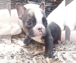 Small Photo #21 French Bulldog Puppy For Sale in EUGENE, OR, USA