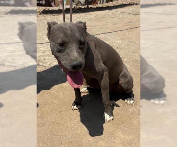 Medium Photo #4 American Pit Bull Terrier-Unknown Mix Puppy For Sale in Fallbrook, CA, USA