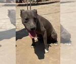 Small #3 American Pit Bull Terrier Mix