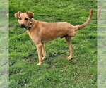Small #19 Mutt