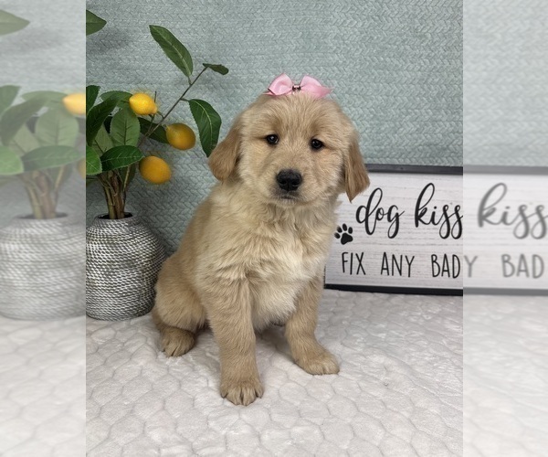 Medium Photo #2 Golden Retriever Puppy For Sale in FRANKLIN, IN, USA