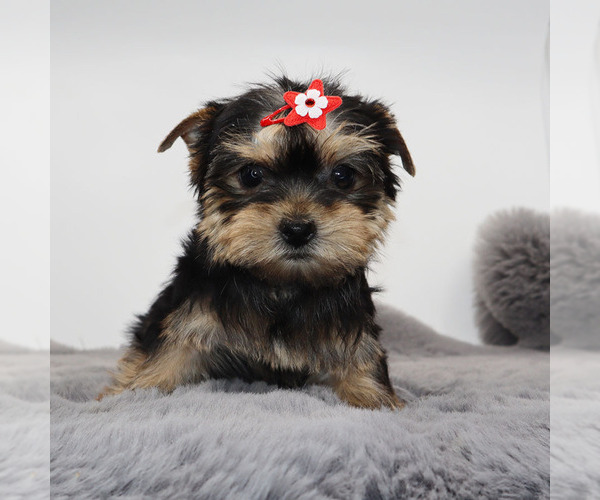 Medium Photo #4 Yorkshire Terrier Puppy For Sale in LOS ANGELES, CA, USA