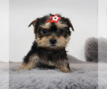 Small #3 Yorkshire Terrier